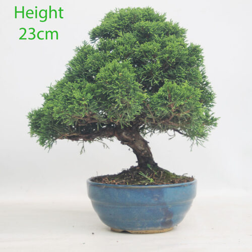 Chinese Juniper Bonsai Tree Number 45p