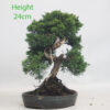 Chinese Juniper Bonsai Tree Number 289p