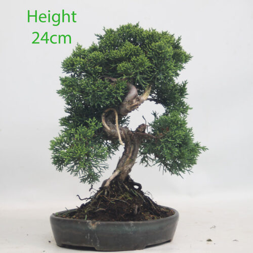 Chinese Juniper Bonsai Tree Number 289p