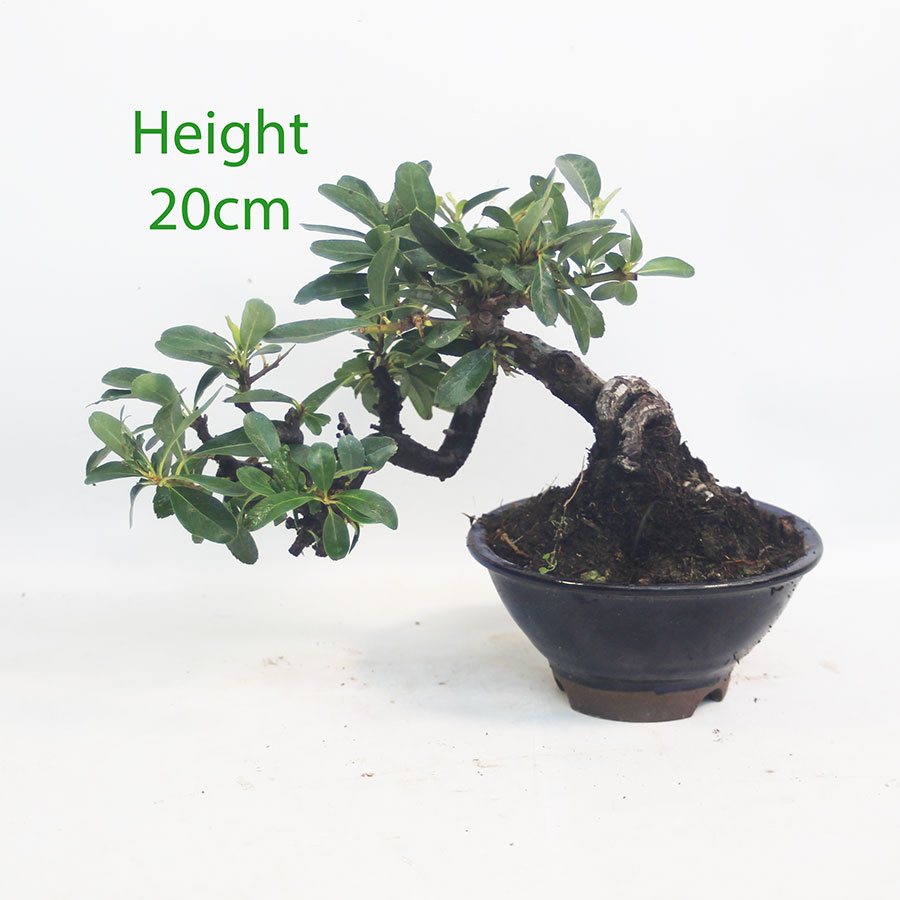 Pyracantha Flowering Bonsai Tree Number 92Y
