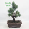 Japanese White Pine Bonsai Tree Number 5P