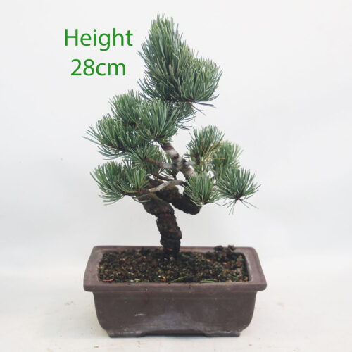 Japanese White Pine Bonsai Tree Number 5P