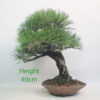 Black Pine Bonsai Tree Pinus Thunbergii Number 31P