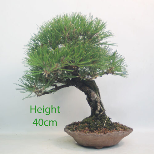 Black Pine Bonsai Tree Pinus Thunbergii Number 31P