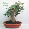 Trident Maple Bonsai Tree Part Trained Number 94Y