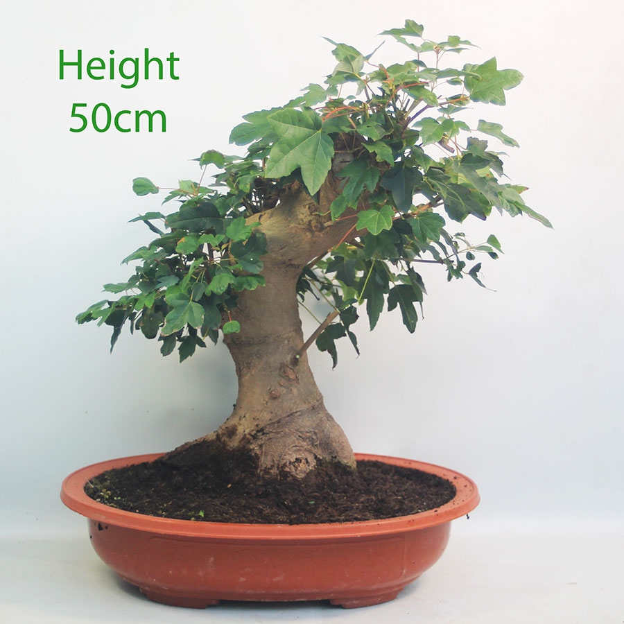 Trident Maple Bonsai Tree Part Trained Number 94Y