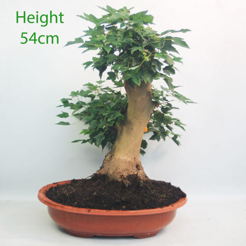 Trident Maple Bonsai Tree Part Trained Number 37P