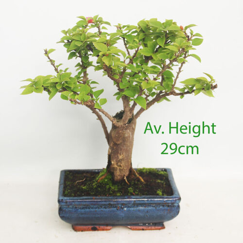 Bougainvillea Flowering Bonsai Trees In Blue Rectangular Pots
