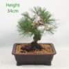 Corticosa Black Pine Bonsai Tree Pinus Thunbergii Number 47Y