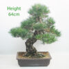 Black Pine Bonsai Tree Pinus Thunbergii Number 221P