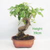 Durantha Flowering Bonsai Tree Number 214P