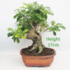 Durantha Flowering Bonsai Tree Number 168P