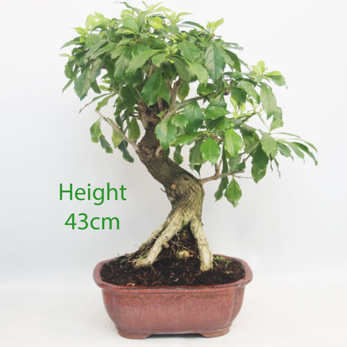 Durantha Flowering Bonsai Tree Number 171P