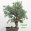 Yew Taxus Bonsai Tree Part Trained Number 42Y
