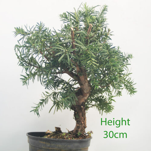 Yew Taxus Bonsai Tree Part Trained Number 42Y