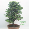 Sekka Hinoki Cypress Bonsai Tree Part Trained Number 104