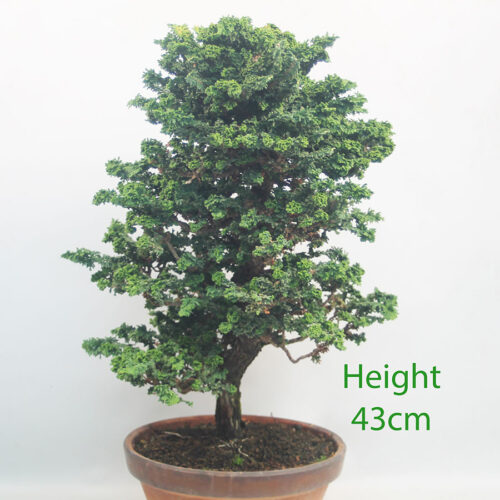 Sekka Hinoki Cypress Bonsai Tree Part Trained Number 104