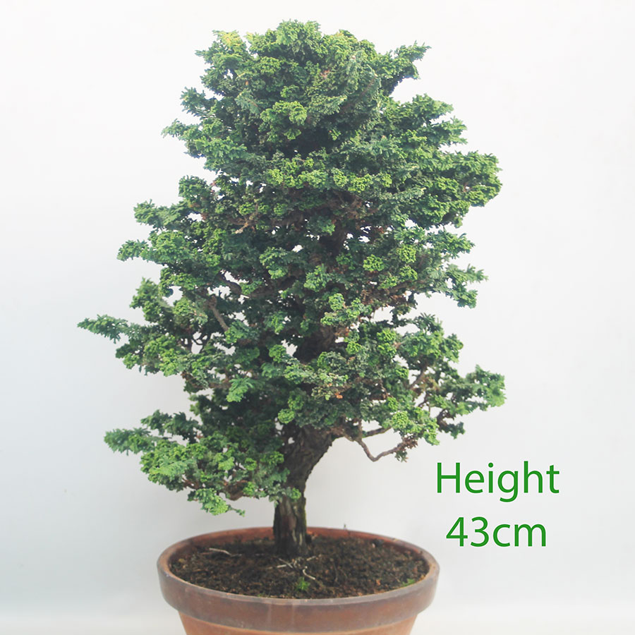 Sekka Hinoki Cypress Bonsai Tree Part Trained Number 104