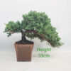 Juniper Procumbens Bonsai Tree Number 199P