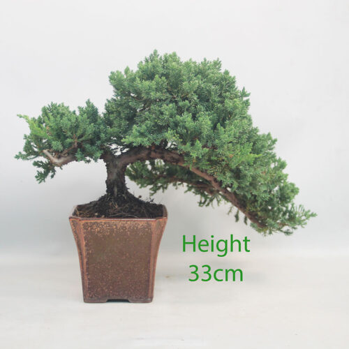 Juniper Procumbens Bonsai Tree Number 199P