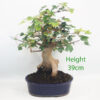 Trident Maple Bonsai Tree Number 12P