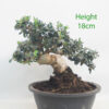 Olive Bonsai Tree Part Trained Number 52P