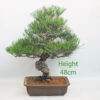 Black Pine Bonsai Tree Pinus Thunbergii Number 341P
