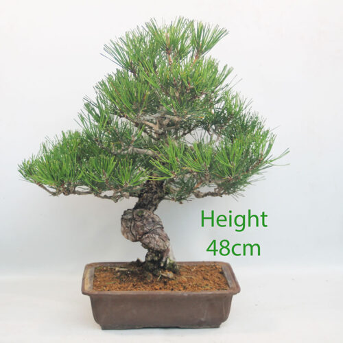 Black Pine Bonsai Tree Pinus Thunbergii Number 341P