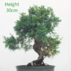 Chinese Juniper Bonsai Tree Part Trained Number 370P