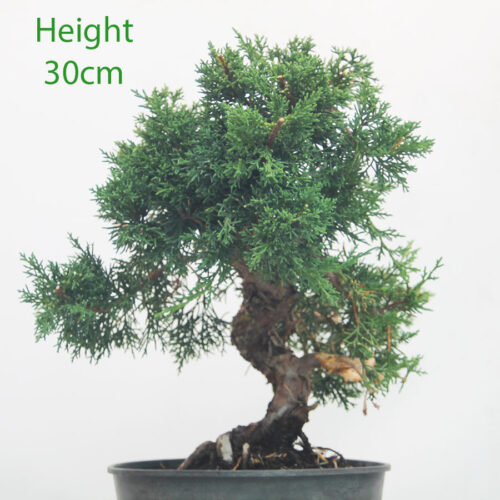 Chinese Juniper Bonsai Tree Part Trained Number 370P