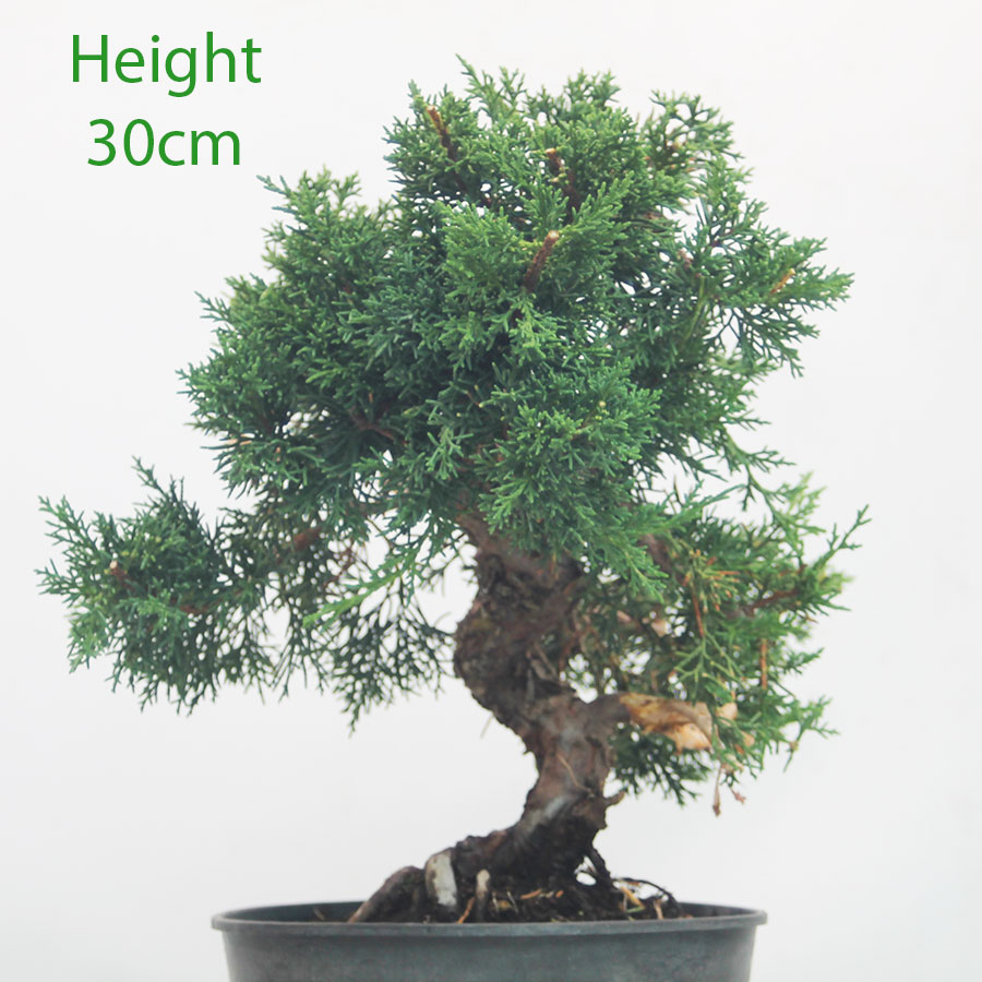 Chinese Juniper Bonsai Tree Part Trained Number 370P