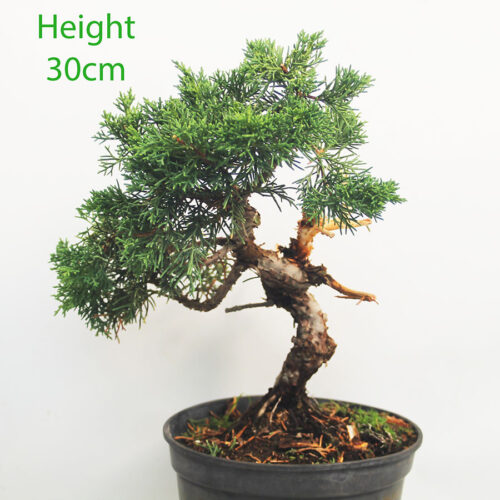 Chinese Juniper Bonsai Tree Part Trained Number 75P