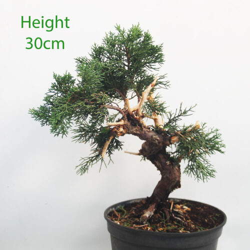 Chinese Juniper Bonsai Tree Part Trained Number 188P