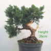 Chinese Juniper Bonsai Tree Part Trained Number 197P