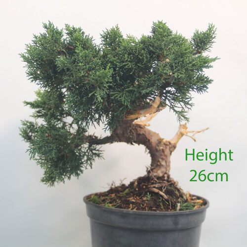 Chinese Juniper Bonsai Tree Part Trained Number 197P