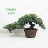 Juniper Procumbens Bonsai Tree Number 27Y