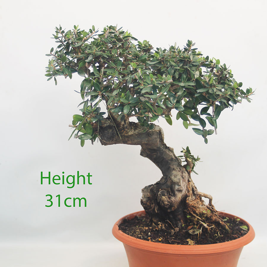 Olive Bonsai Tree Part Trained Number 113P