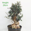 Olive Bonsai Tree Part Trained Number 60P