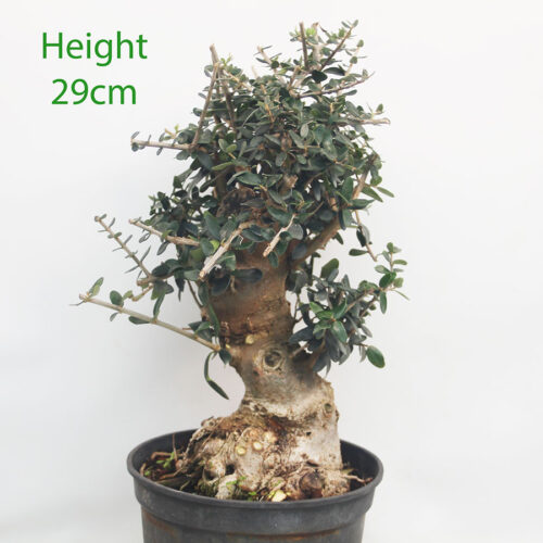 Olive Bonsai Tree Part Trained Number 60P