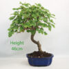 Mulberry Bonsai Tree Number 166P