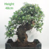 Pyracantha Flowering Bonsai Tree Part Trained Number 167P