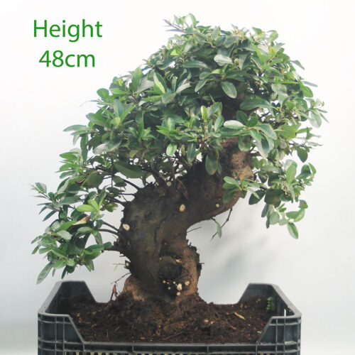 Pyracantha Flowering Bonsai Tree Part Trained Number 167P