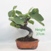 Fig Ficus Carica Bonsai Tree Number 69P