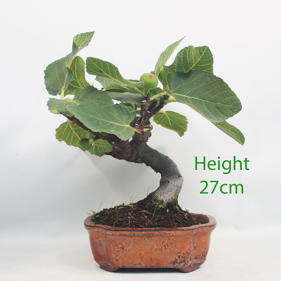 Fig Ficus Carica Bonsai Tree Number 69P