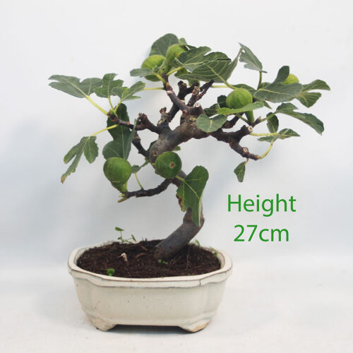 Fig Ficus Carica Bonsai Tree Number 130P