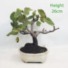 Fig Ficus Carica Bonsai Tree Number 145P