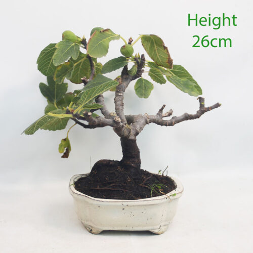 Fig Ficus Carica Bonsai Tree Number 145P