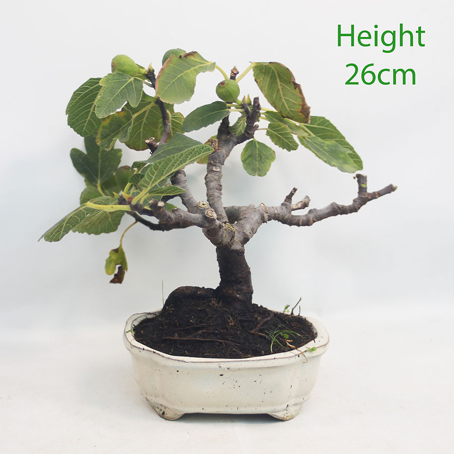 Fig Ficus Carica Bonsai Tree Number 145P