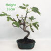 Fig Ficus Carica Bonsai Tree Number 201P