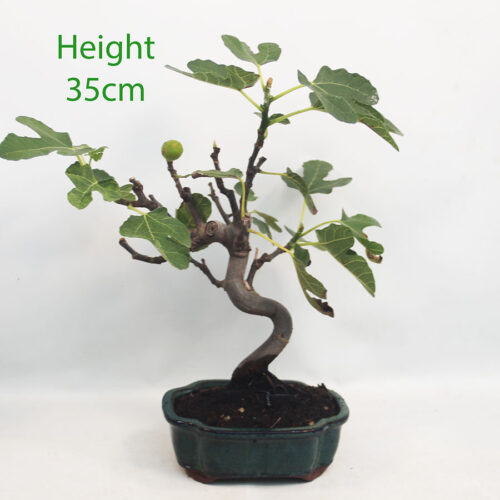 Fig Ficus Carica Bonsai Tree Number 201P